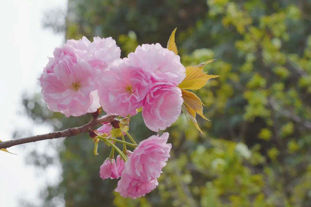 "悦"享春光，花香满"湖"！悦湖园区的花都开好啦，打卡走起！