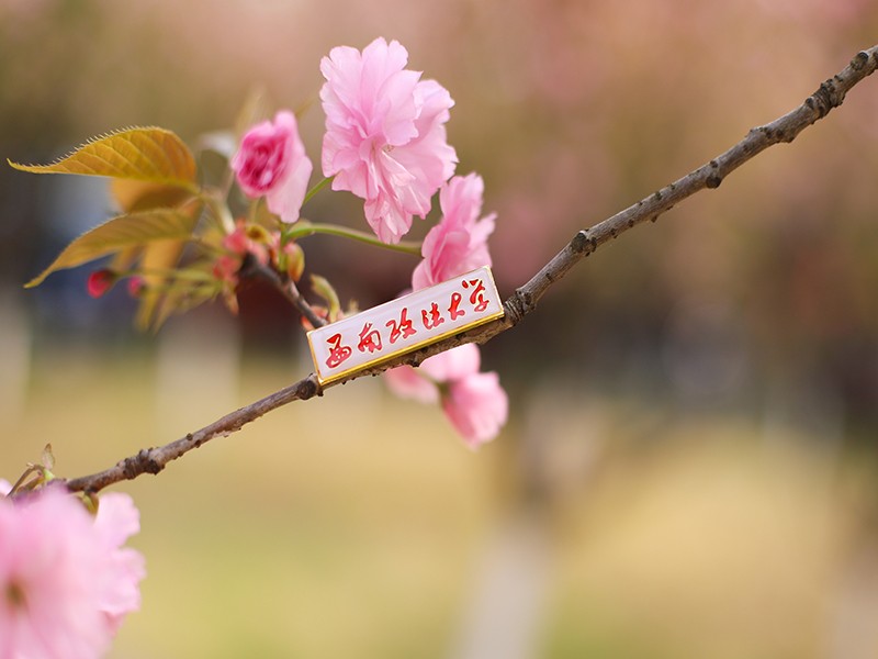 人民大学女神(正部级女将、女检察官、女庭长！这8位真正“女神”，全都毕业于这所大学！)