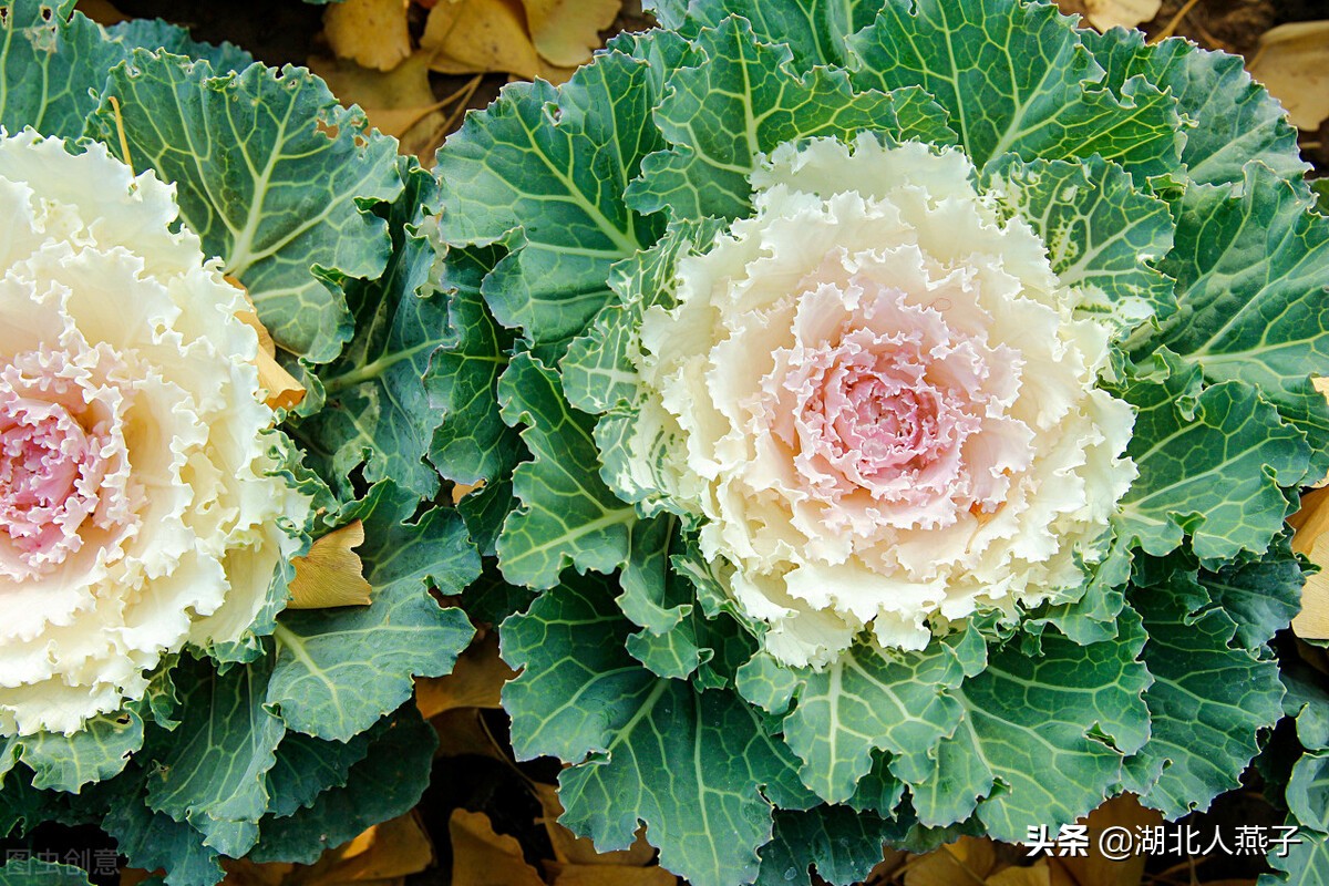 春天最适合吃6菜3果，含有大量维生素e和维生素c，多吃也不胖