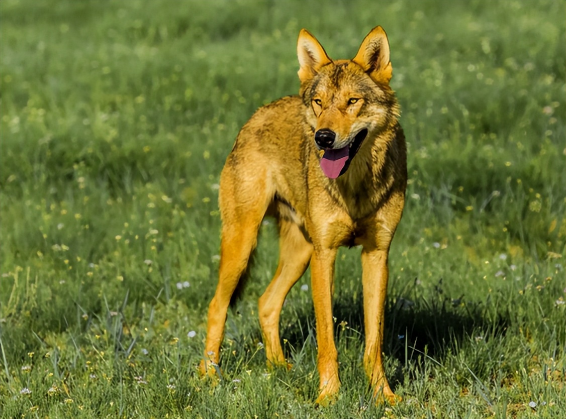 山西山村惊现一匹野狼,一反常态不伤家禽,村民得知真相大惊不已