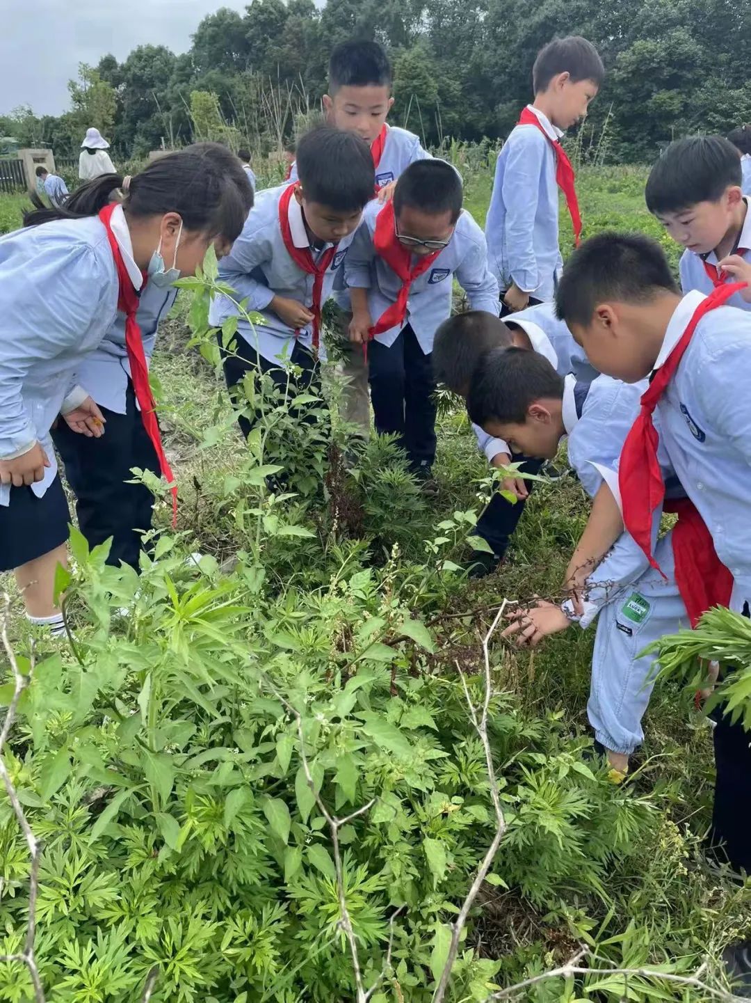 劳动挥洒五月余热 奉献迎接六月喜悦｜记实小外语校劳动系列课程