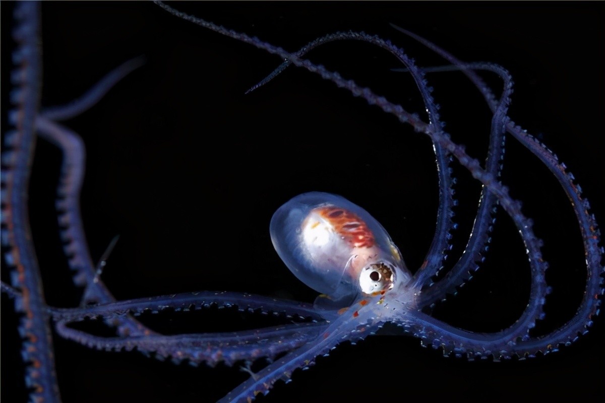 涡虫涡虫是扁形动物吗