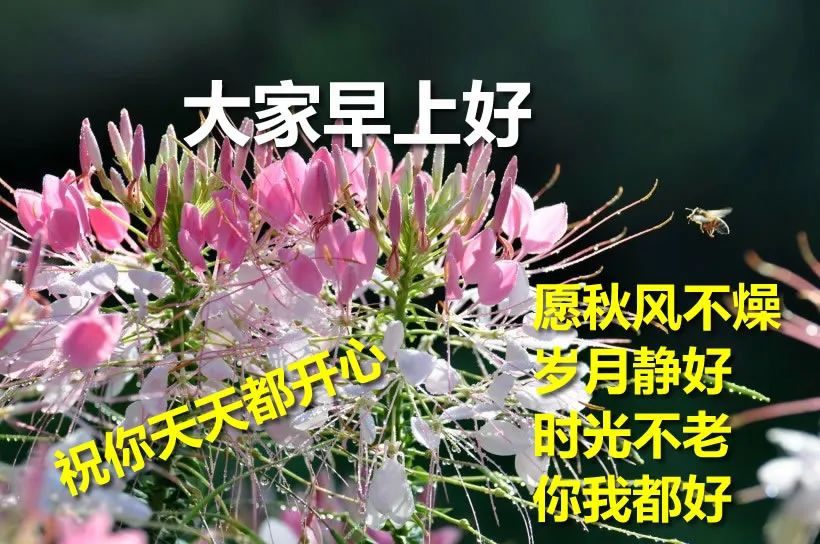 星期五祝福表情图片鲜花带字 清晨问候朋友早上好的温馨祝福语录图片