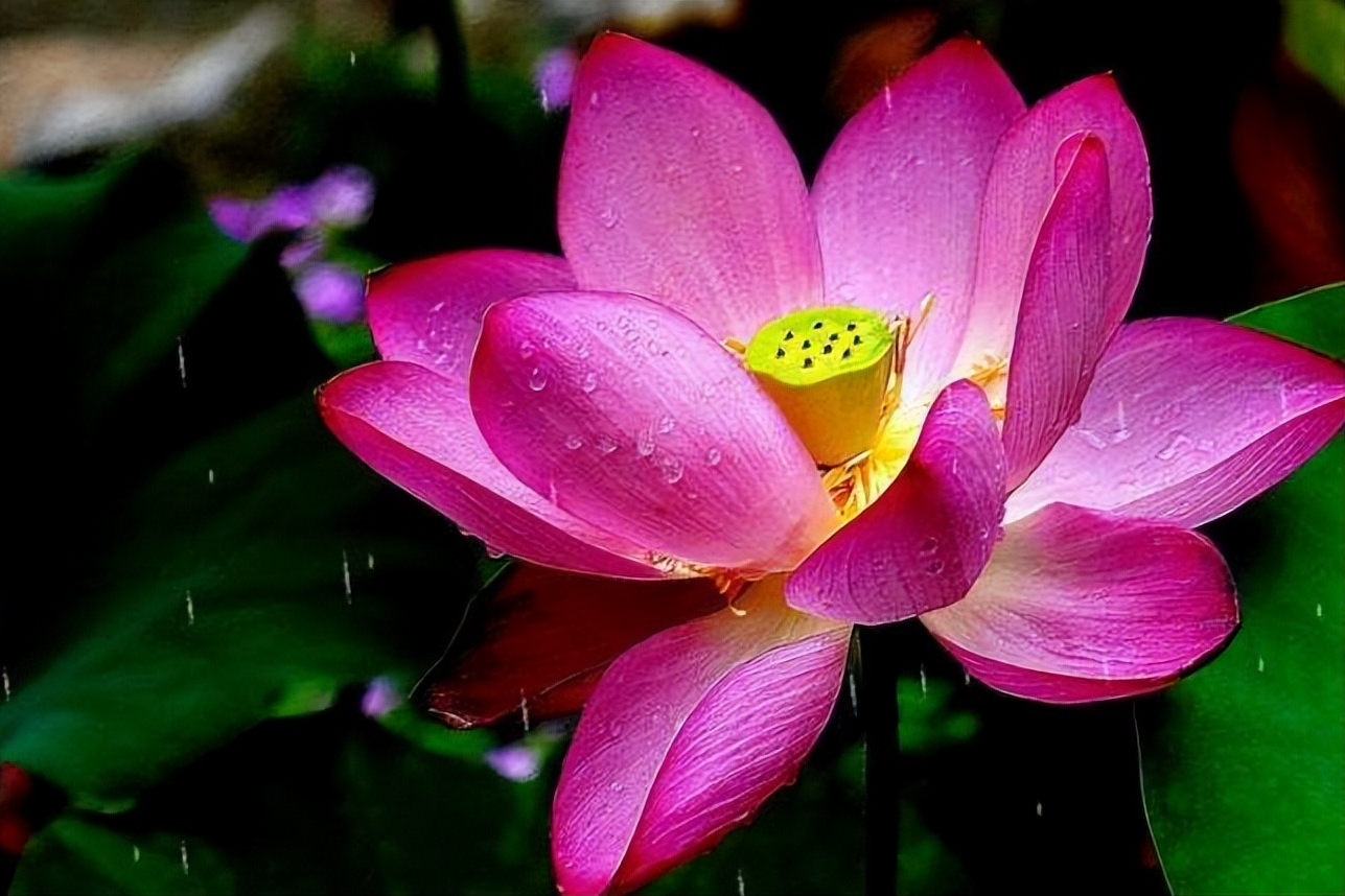 30首唯美荷花诗词，让诗意的荷花给你带来夏日的美好