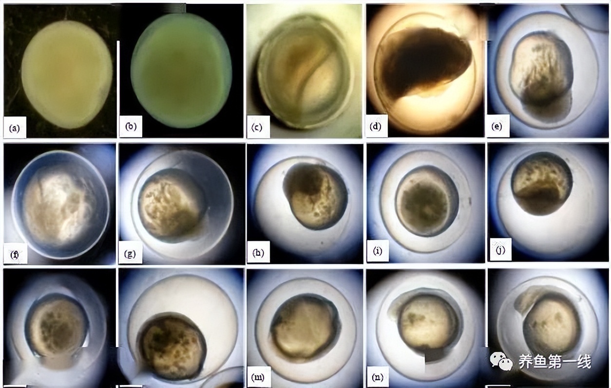 水花鱼苗怎么养（家鱼及常规鱼的水花育苗人工饲养方法）