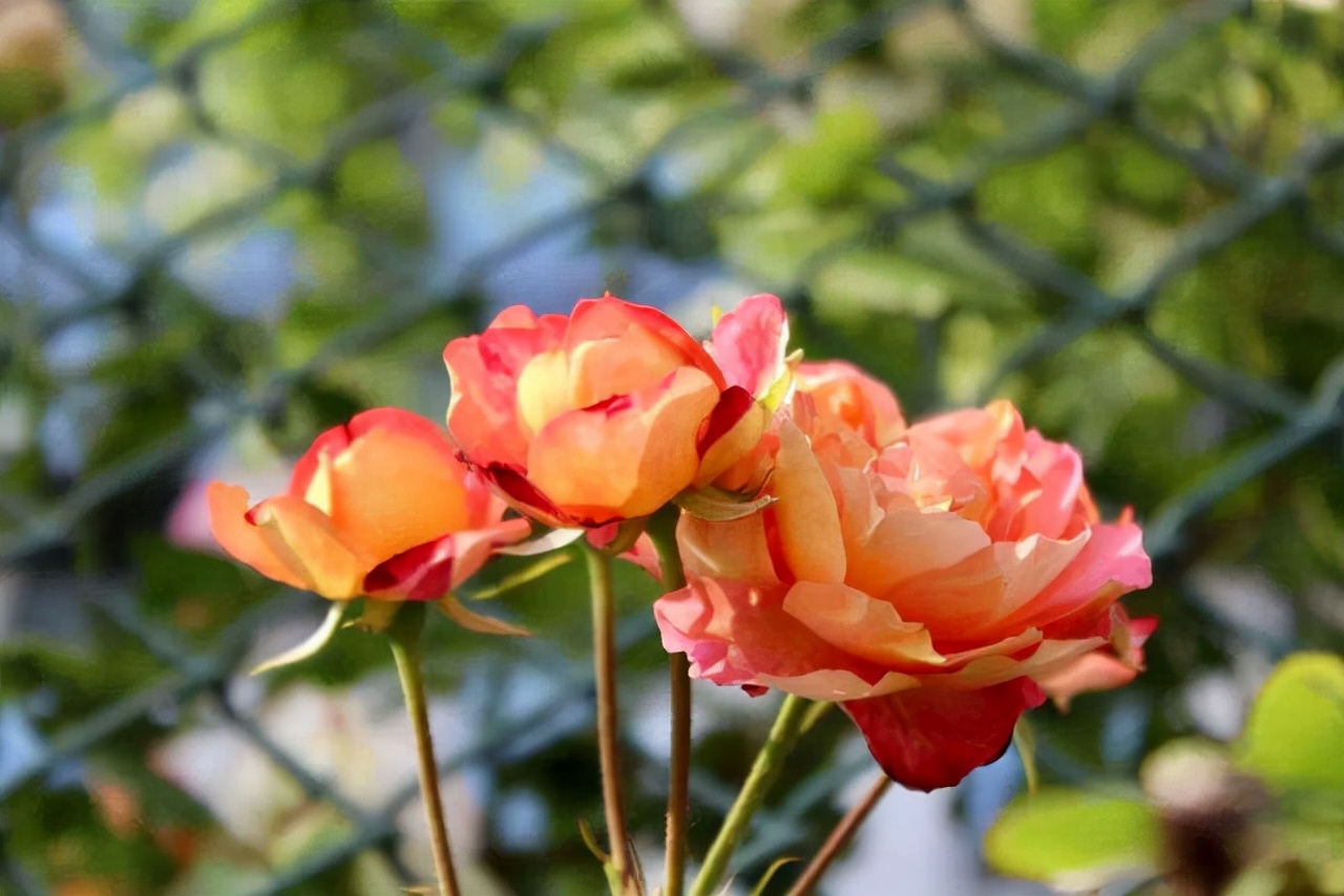 20種常見花卉綠植的習性分享，在家居環(huán)境中，也能把它們養(yǎng)出彩