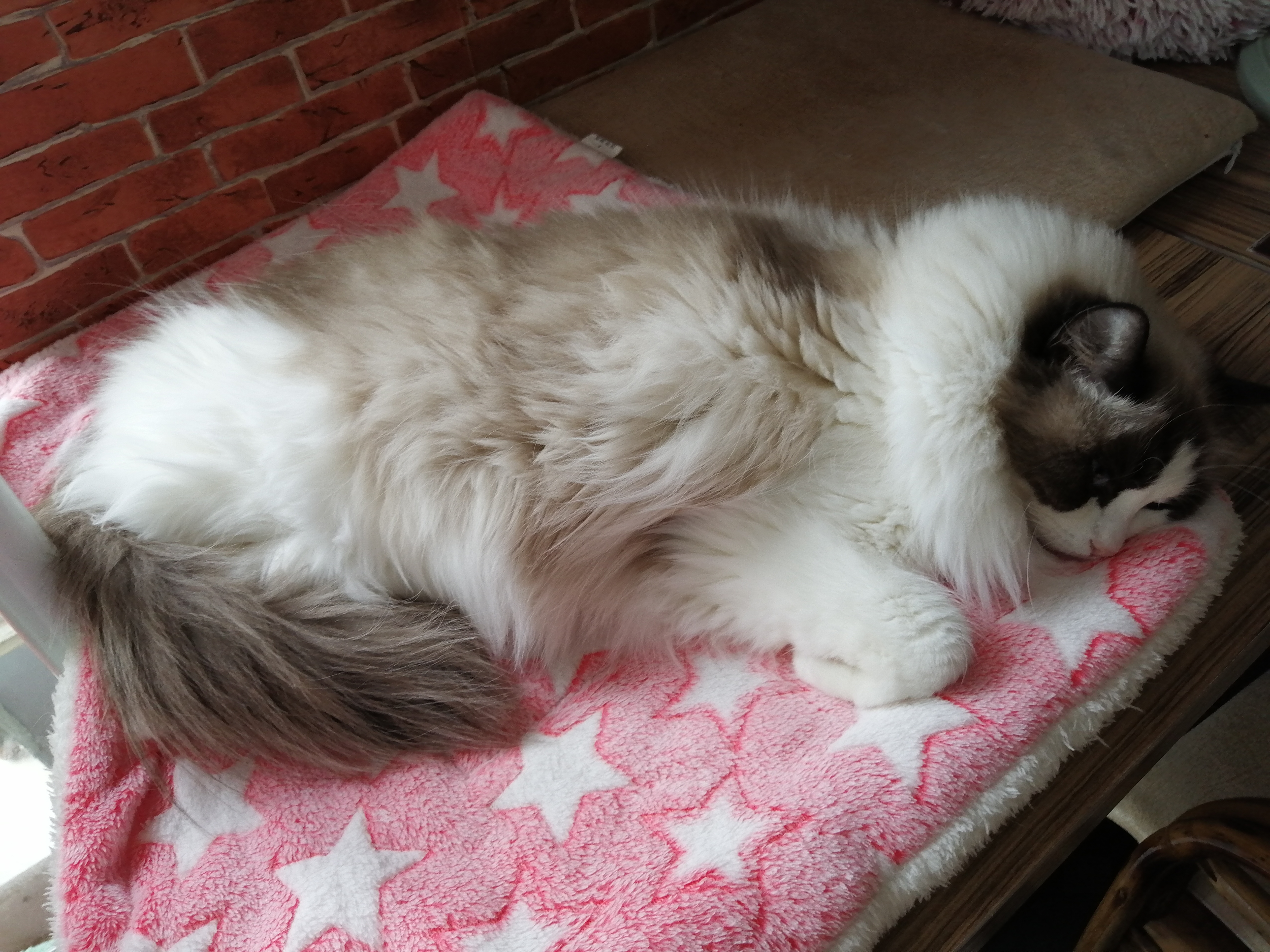 化毛膏真的可以将猫咪肠胃的毛球化解吗