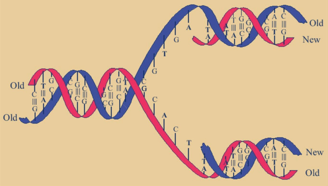 ��������ձ�ѡ�����˥�ϣ��������������⾿����Ϊʲô��