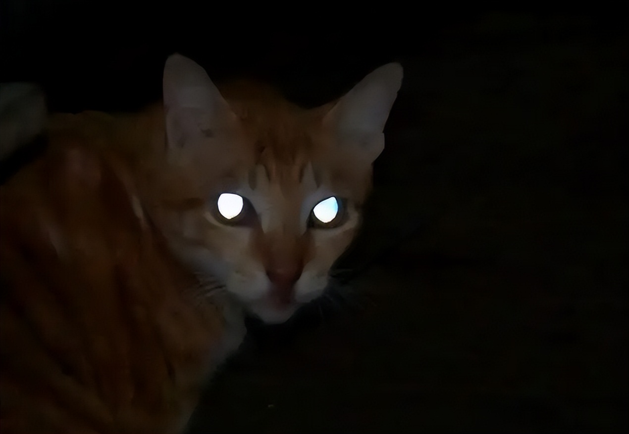 猫咪每天都在忙什么？看看猫的时间规划！网友：同款猫咪