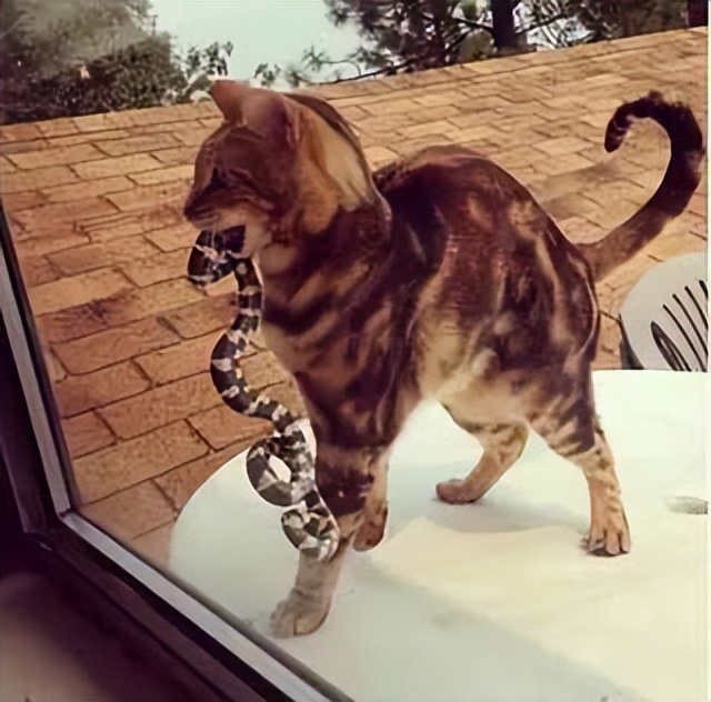 主人没饭吃，猫猫真的会抓鱼报恩吗？