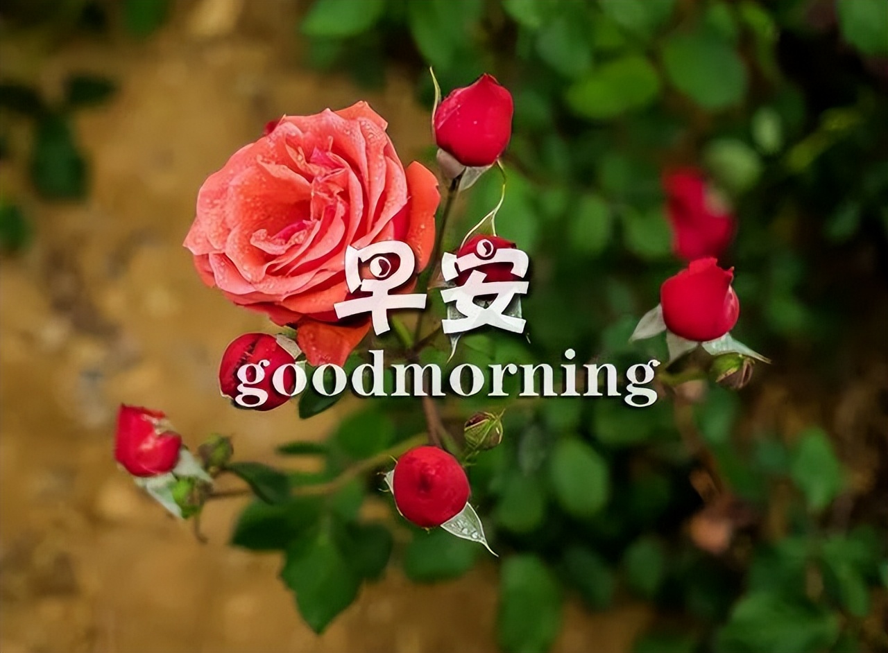 夏天问候早上好问候祝福短信图片 每天都是快乐地开始图片