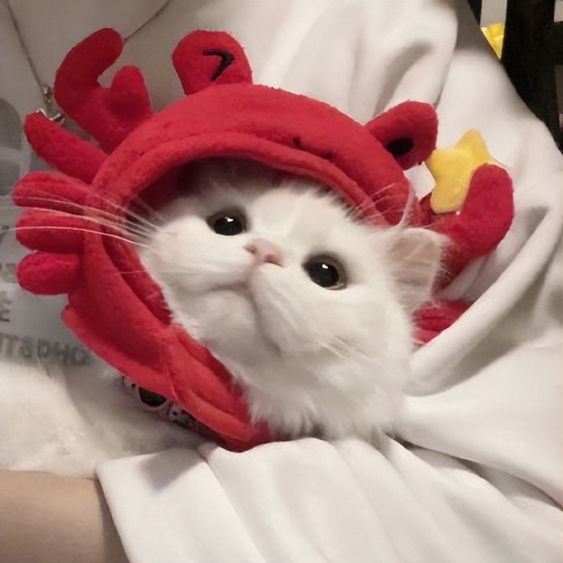 可爱猫咪头像 | 对你何止一句喜欢