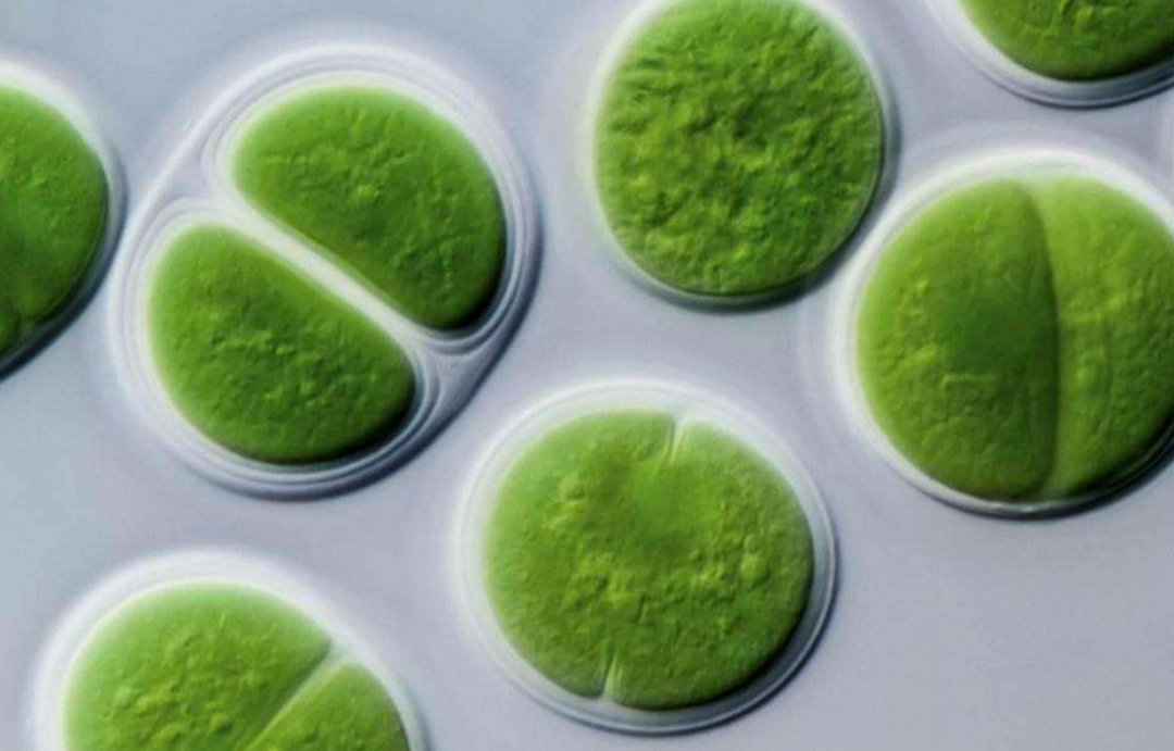 石油是古生物形成的？一个油田上亿吨石油，有那么多古代生物吗？