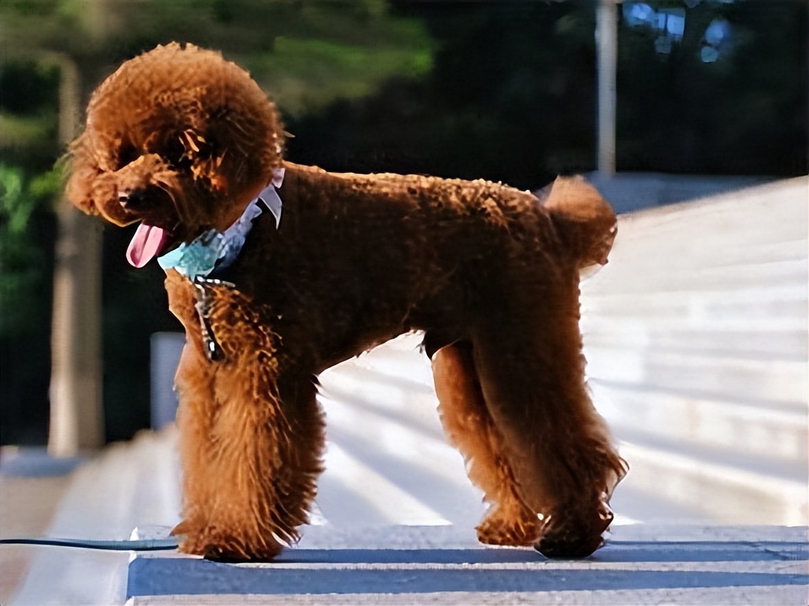 貴賓犬分為4種類型,不同類型價格也不一樣