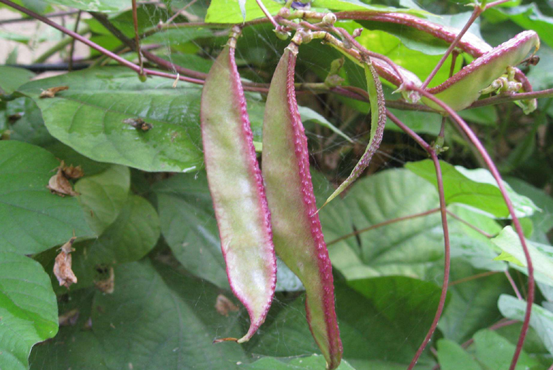 丝瓜种植时间介绍（清明前后6种蔬菜可以种植）