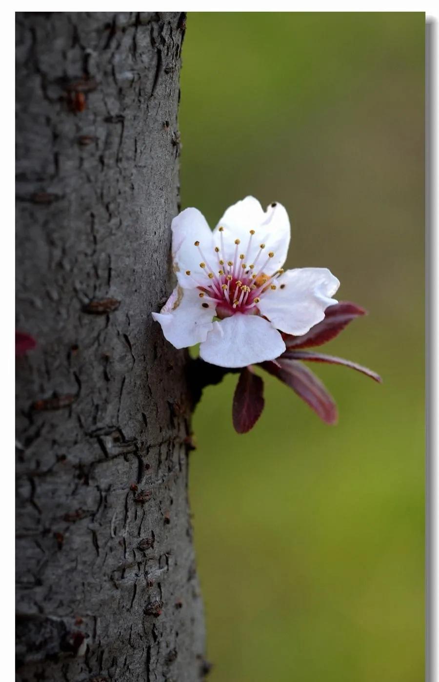 我读陈春花的书