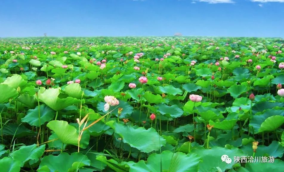 盛夏已至 “荷”韻飄香