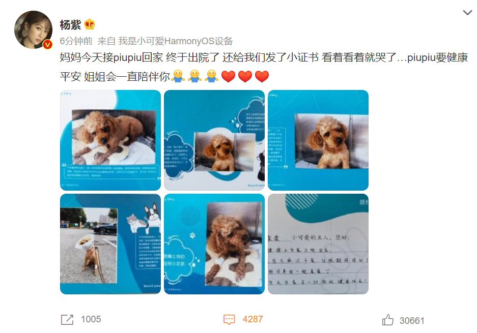 杨紫发文记录小狗出院，粉丝留言安慰，有些人却忍不住酸了