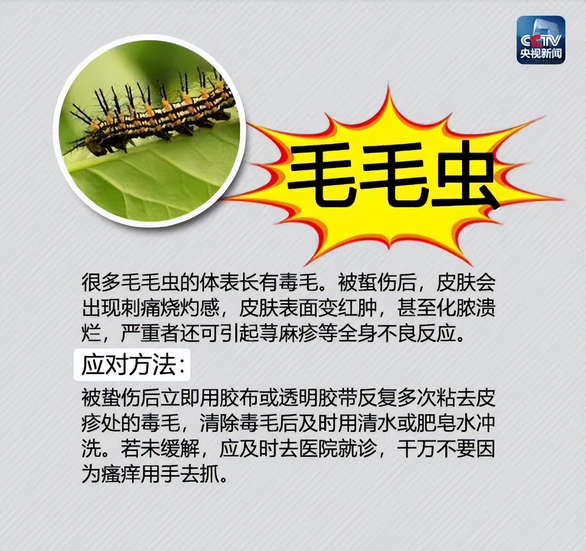 夏季蚊虫出没,这份最全防虫手册及应对方法请收好!