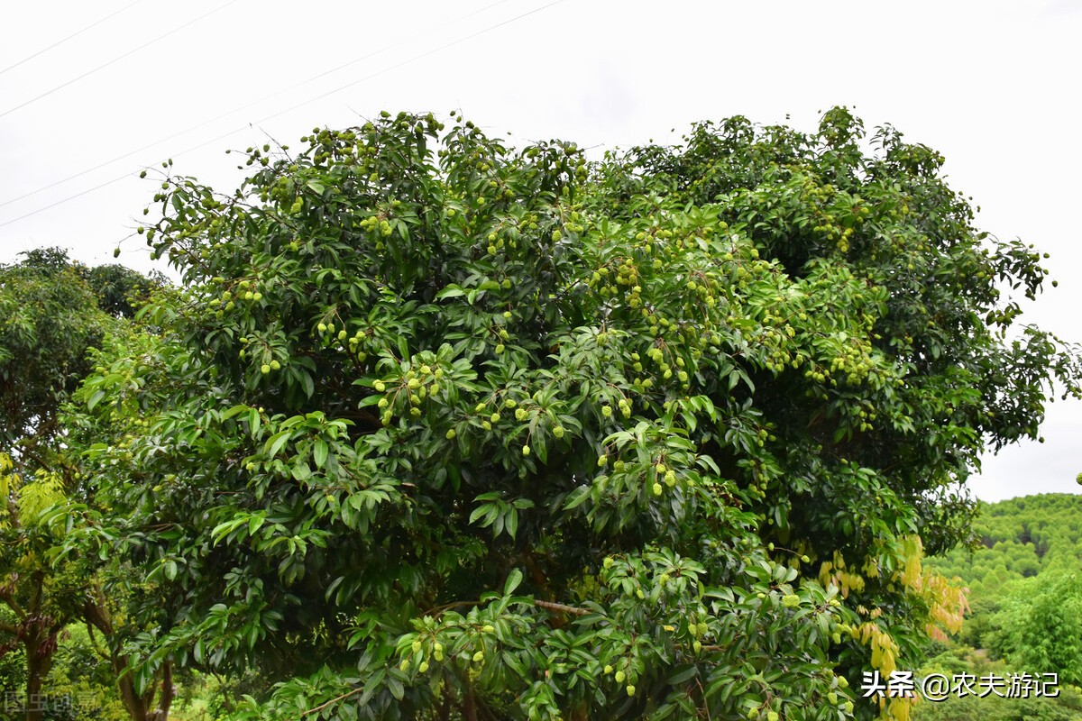 晚熟荔枝新品种‘桂爽’，果实7月上旬成熟，果大晚熟、易成花