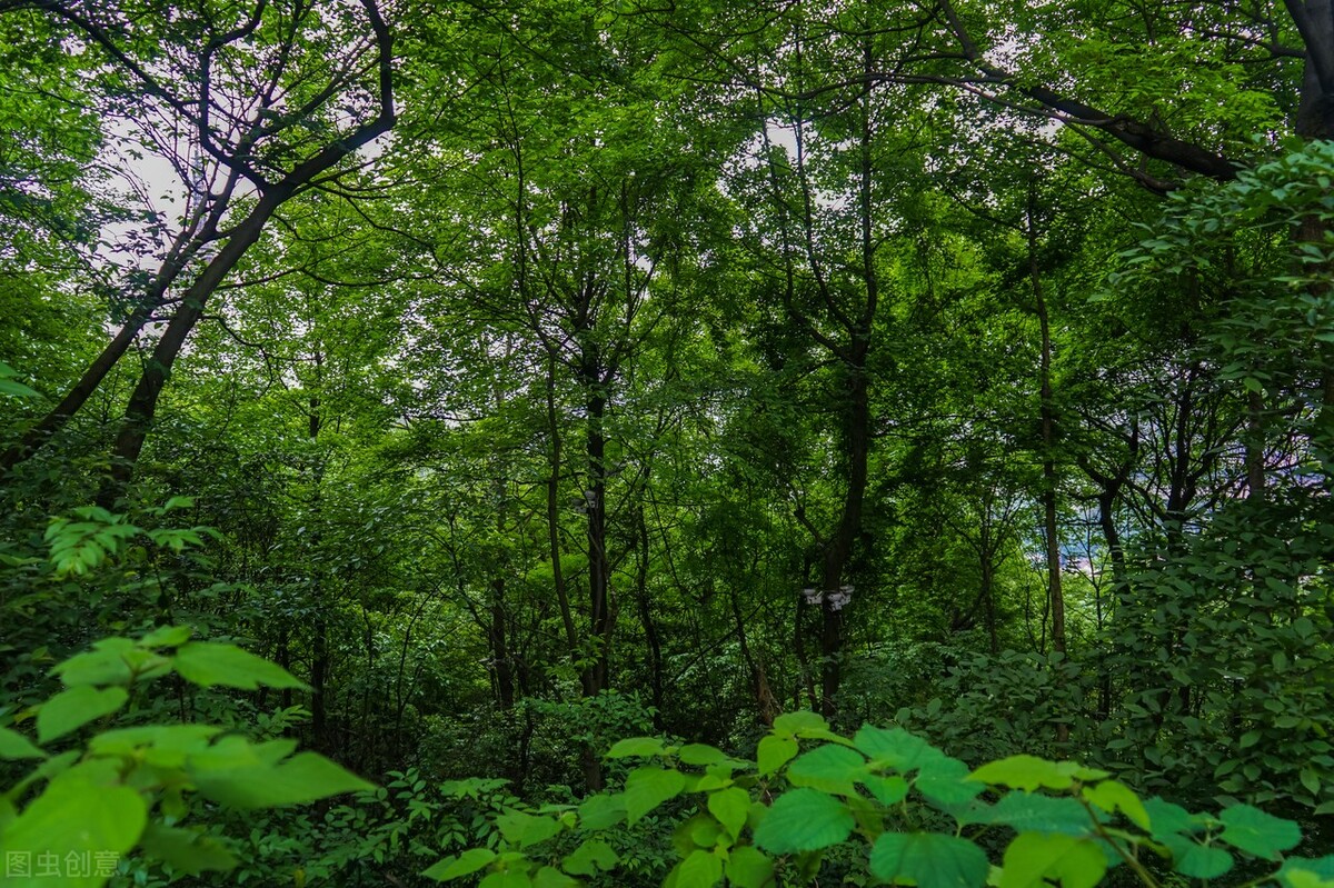 爱上大自然的一抹绿,轻松玩转森林秘境,打卡8处国内最美森林