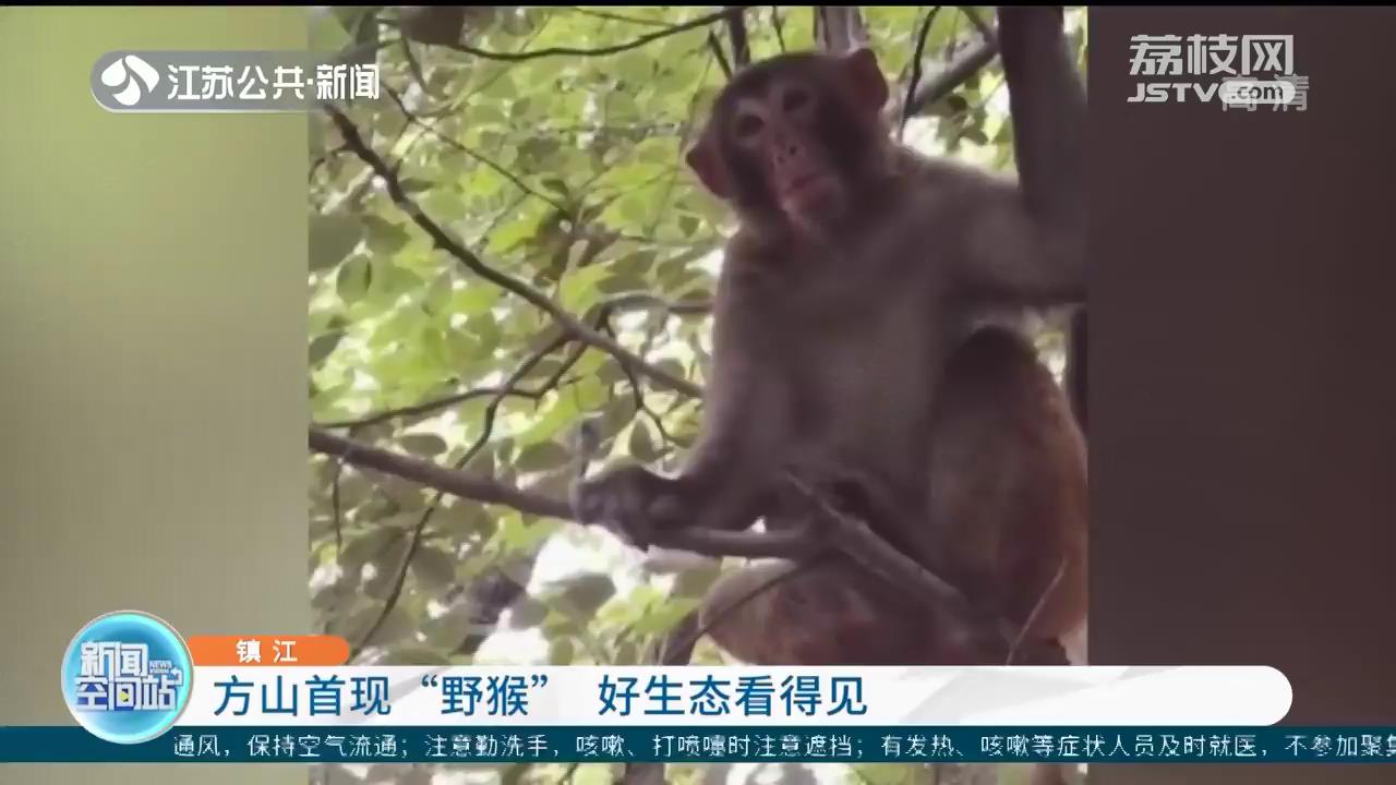 好生态看得见！镇江句容首现野生猴子
