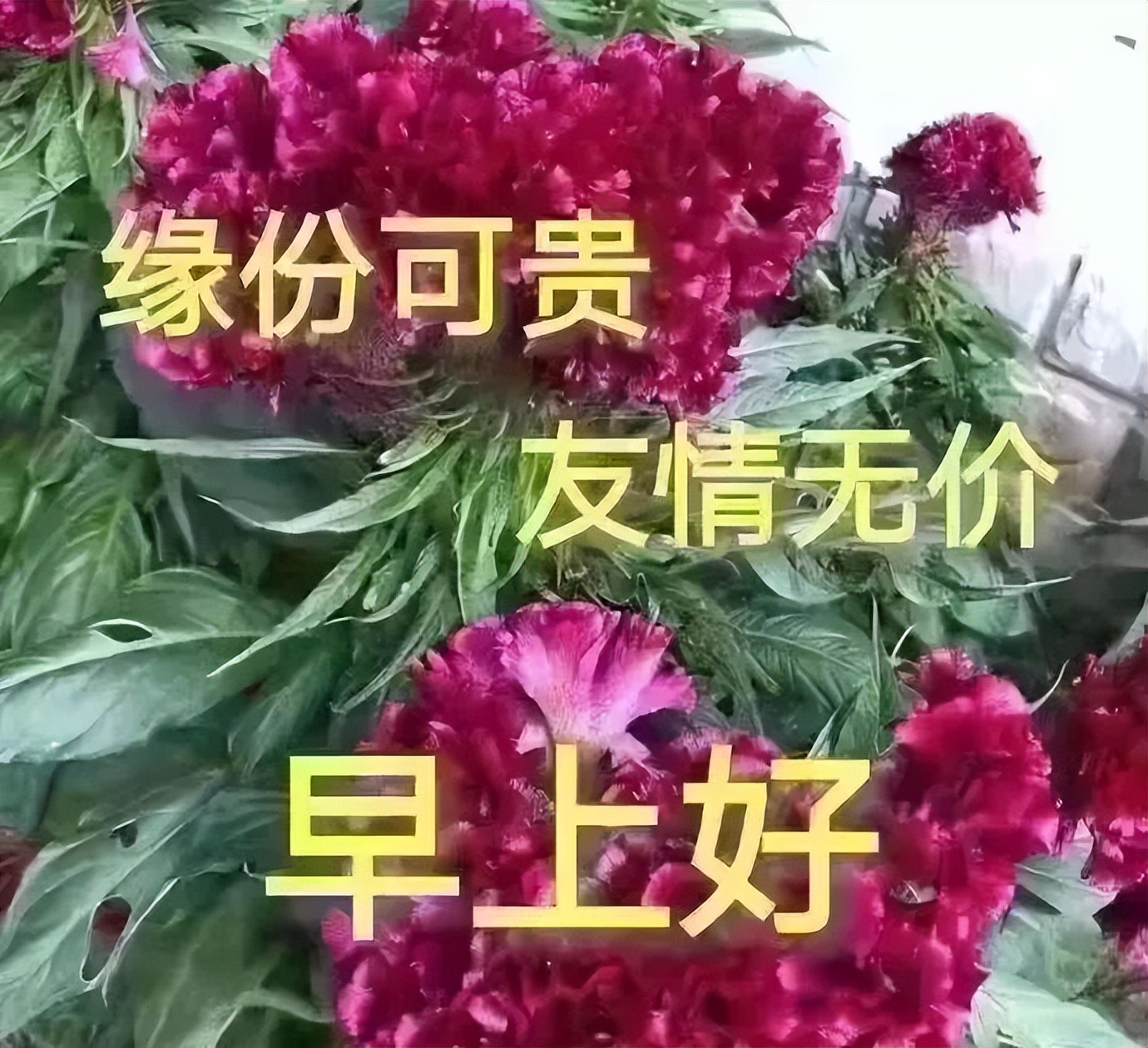 微信最美早晨好祝福语图片推荐 早安幸福满满 心快乐人自在图片