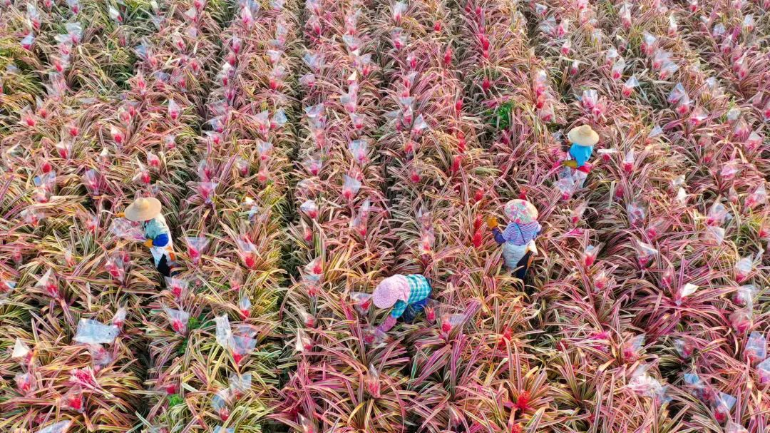 全球限量，一颗七、八百！粉肉菠萝成“新晋水果刺客”引热议