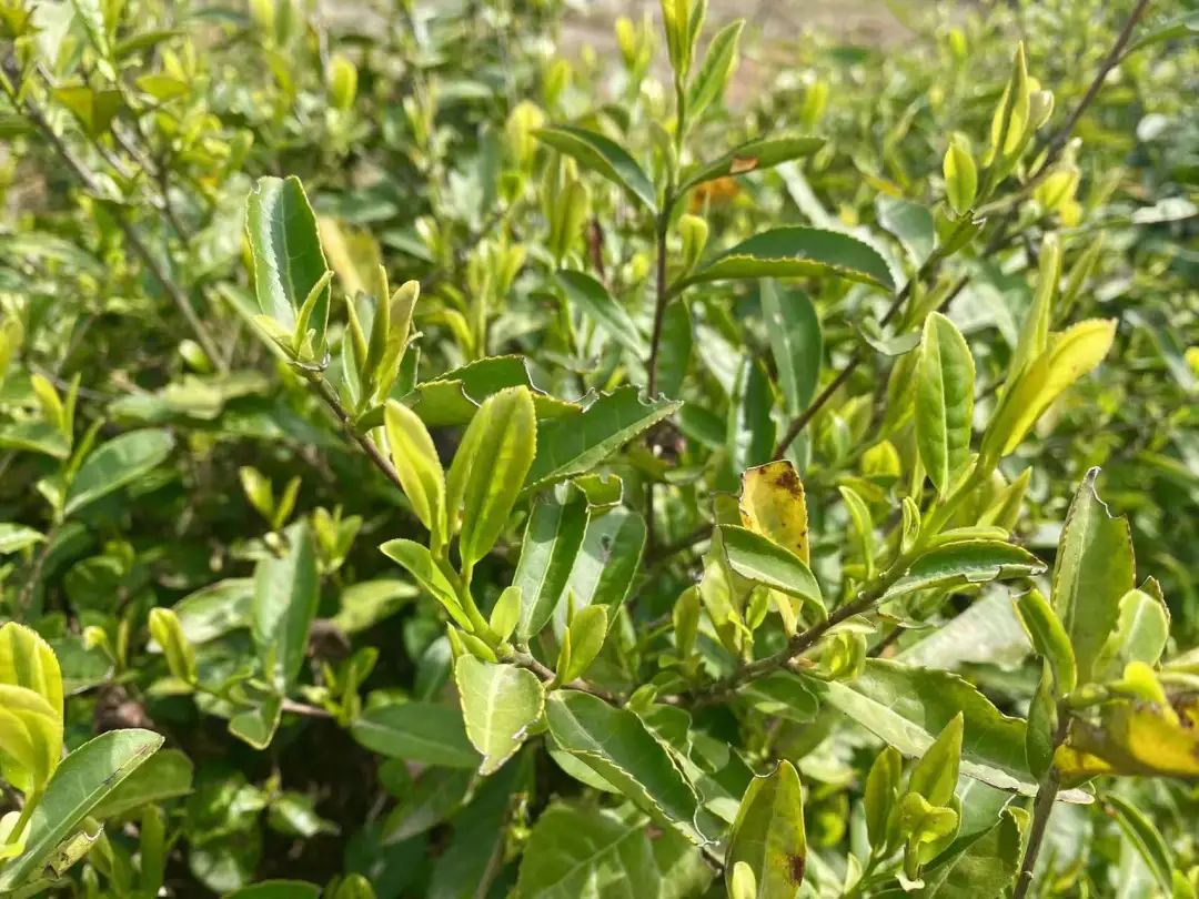 “四月限定”！不出当涂，就可以品到的人间美味