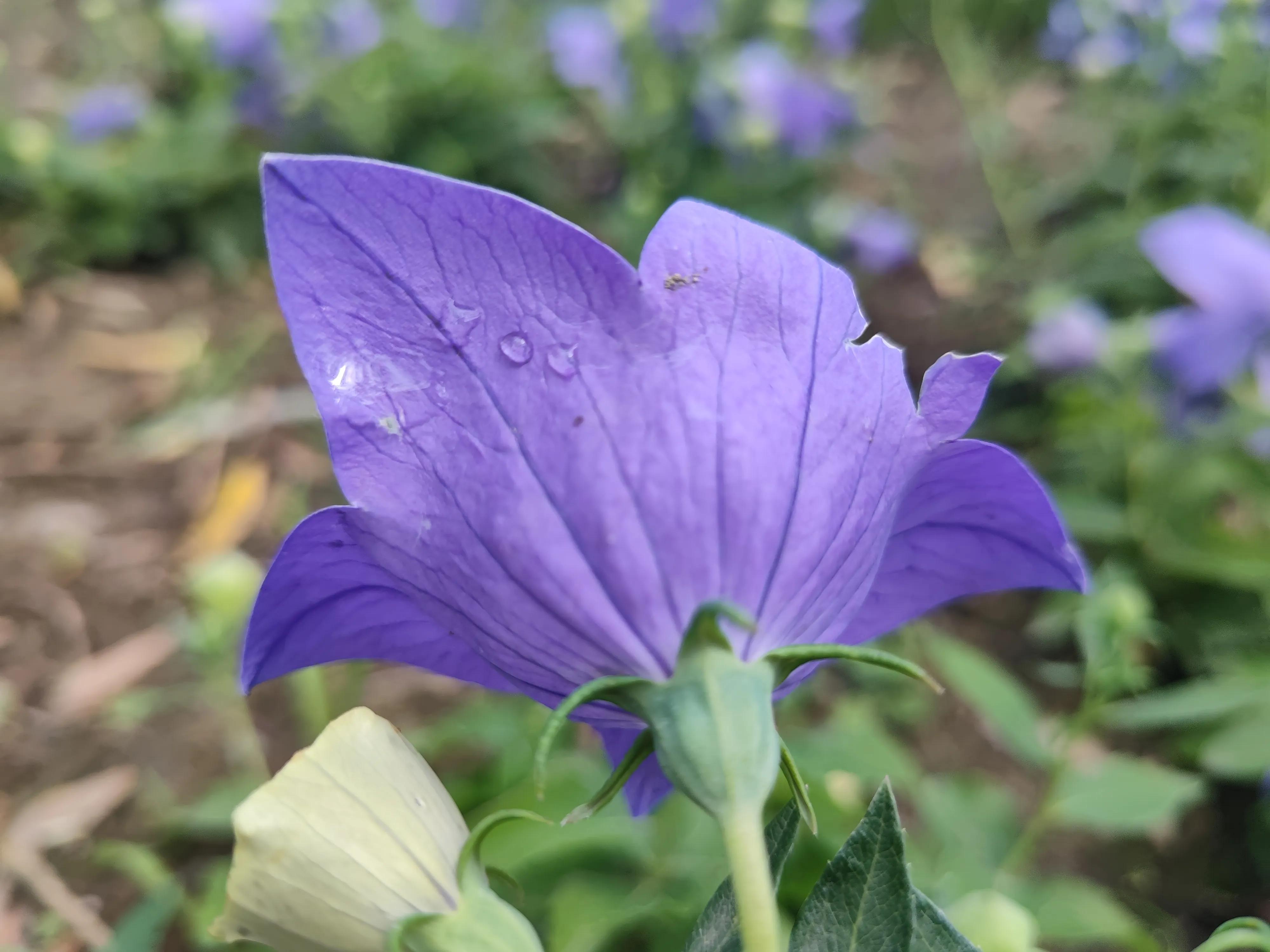 不知名的紫色小花，开在角落里……