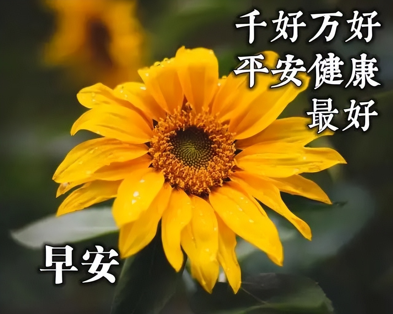 早上好动态表情图片 动图美图大全 人生没有绝望的路，只有绝望的心图片