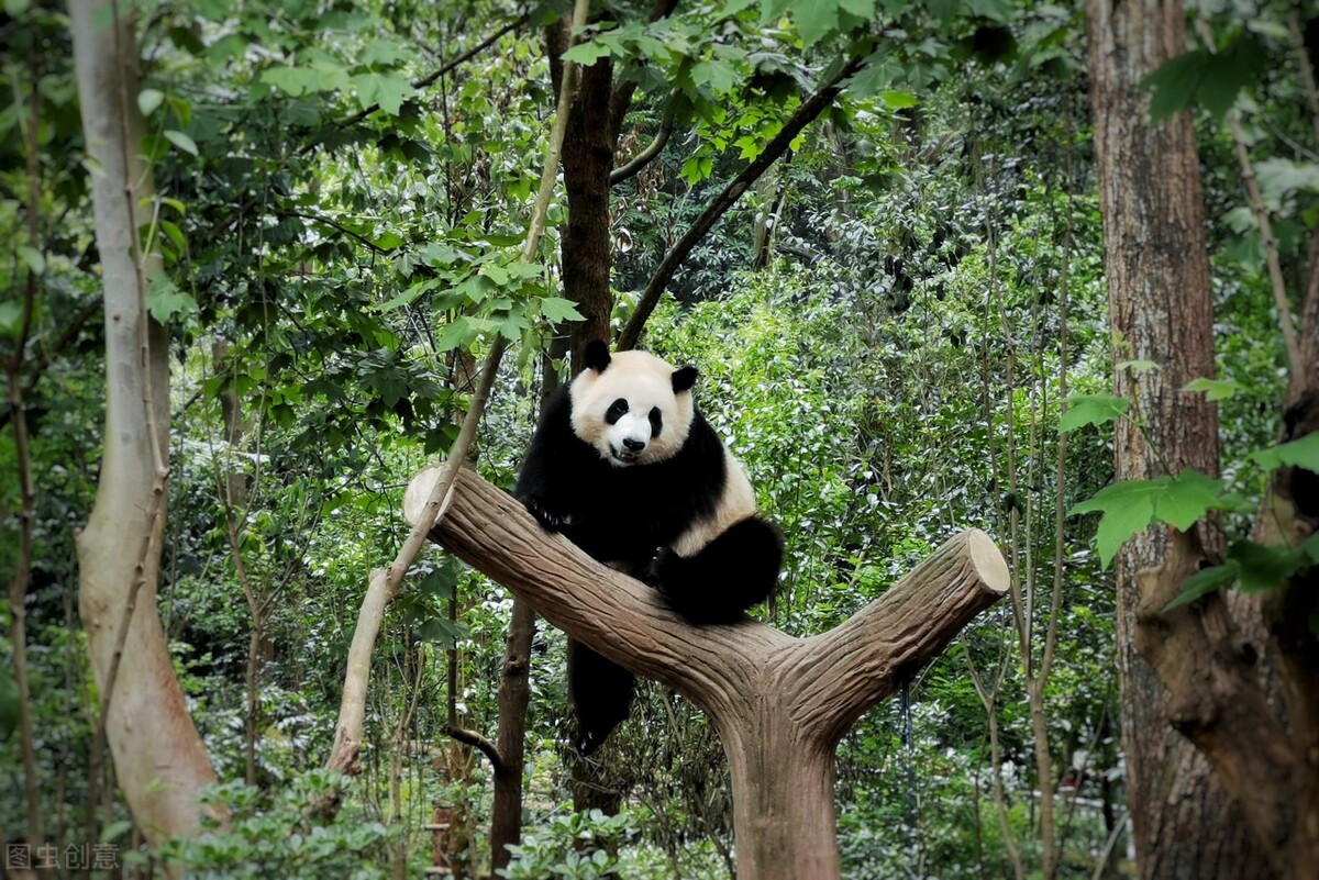 成都成华，拥有城市名片“熊猫基地”和“龙潭水乡”，值得来打卡