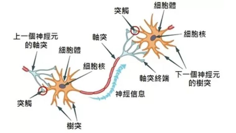 为什么植物没有进化出大脑或者思想体？你对进化论有多少误解？