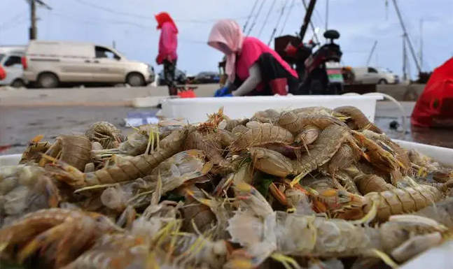 山东烟台发生异常现象，无数皮皮虾逃离大海，难道海底火山要喷发