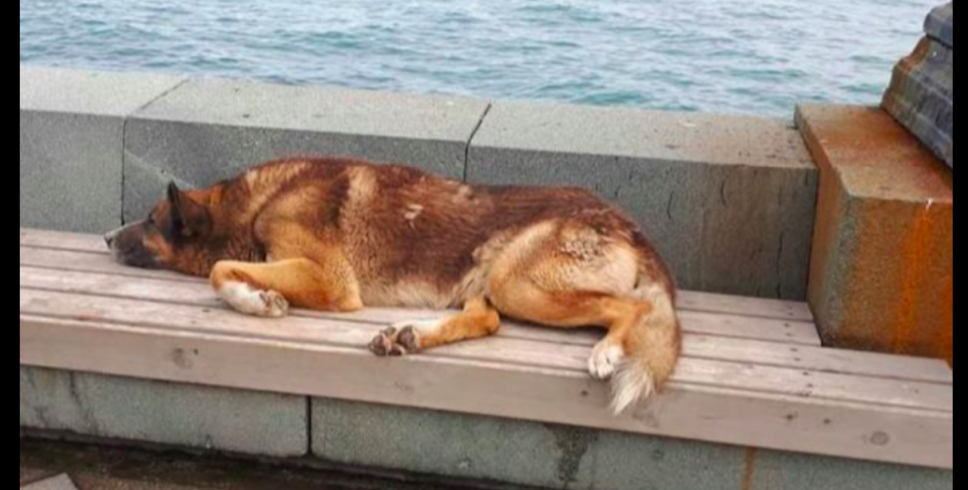 主人因救人溺亡，狗狗在海边等了5年，还和街头艺人搭档寄托哀思