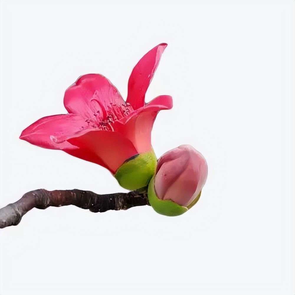 木棉花开了 赏花食用正当时 天天看点