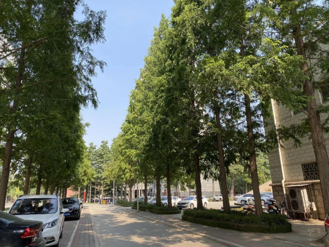 苏金乐：大树的记忆