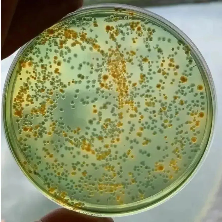 抗生素和中草药在对虾弧菌病中的抑制作用