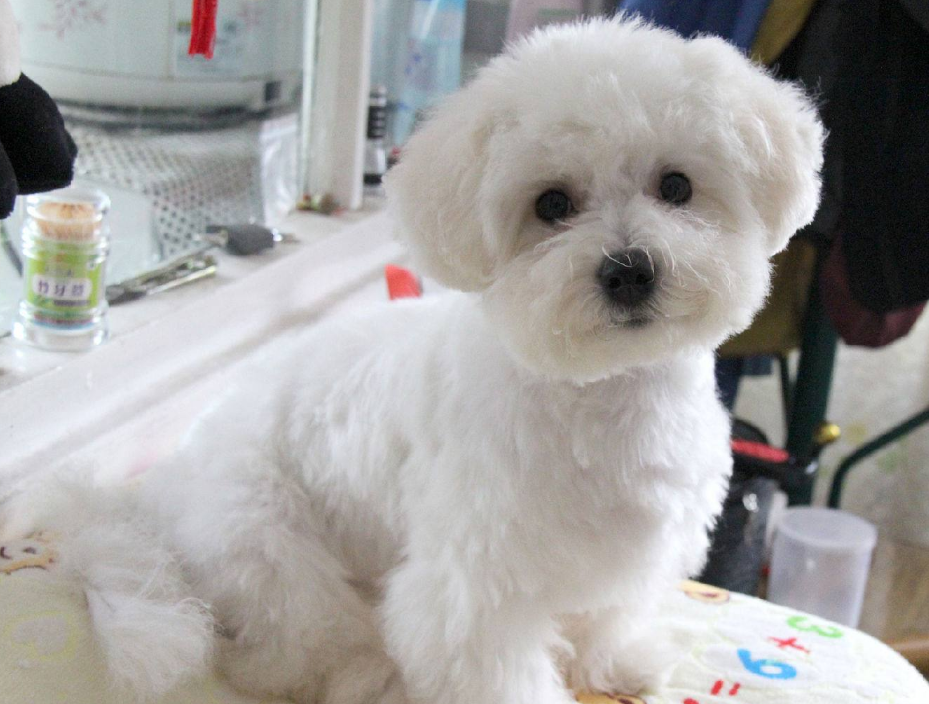 (7岁以后)比熊的寿命一般是12~15年,主人照顾得好,还可以活多几年.