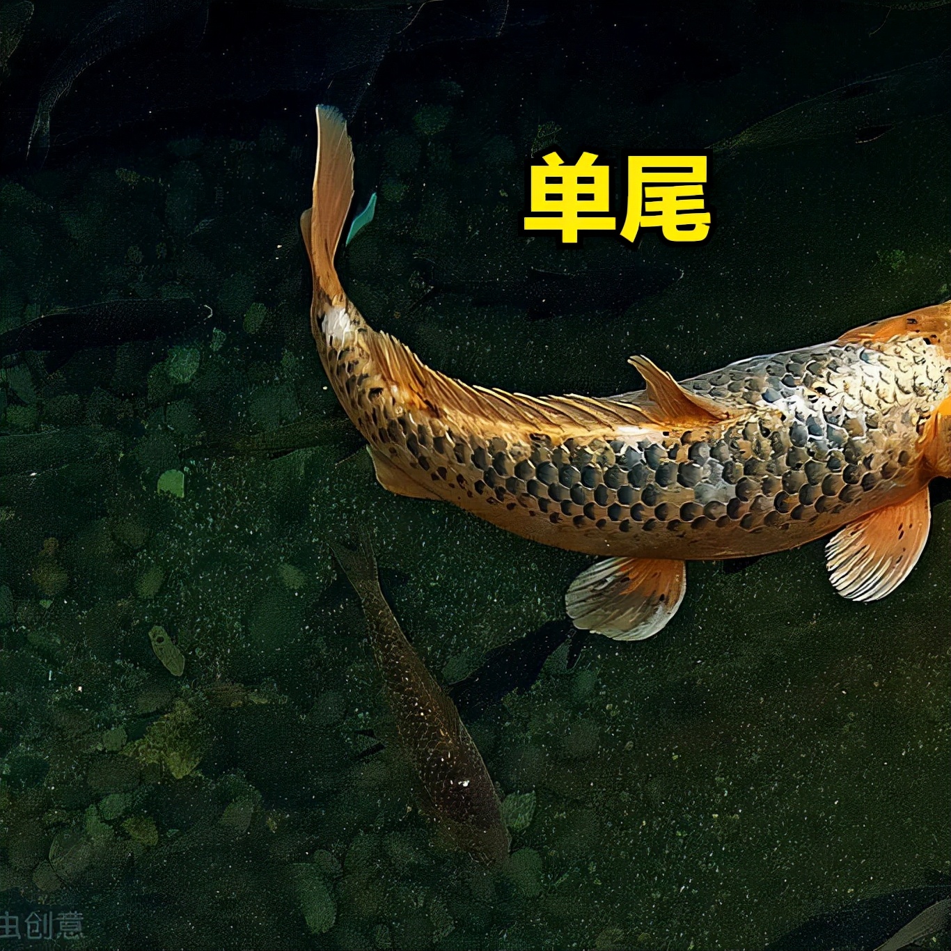 锦鲤全部单尾金鱼金鱼多数双尾(草种例外草金鱼金鱼是中小型观赏鱼