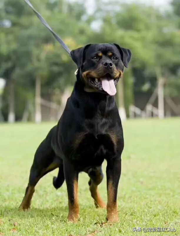 百科 | 罗威纳犬,铁汉柔情的实力派