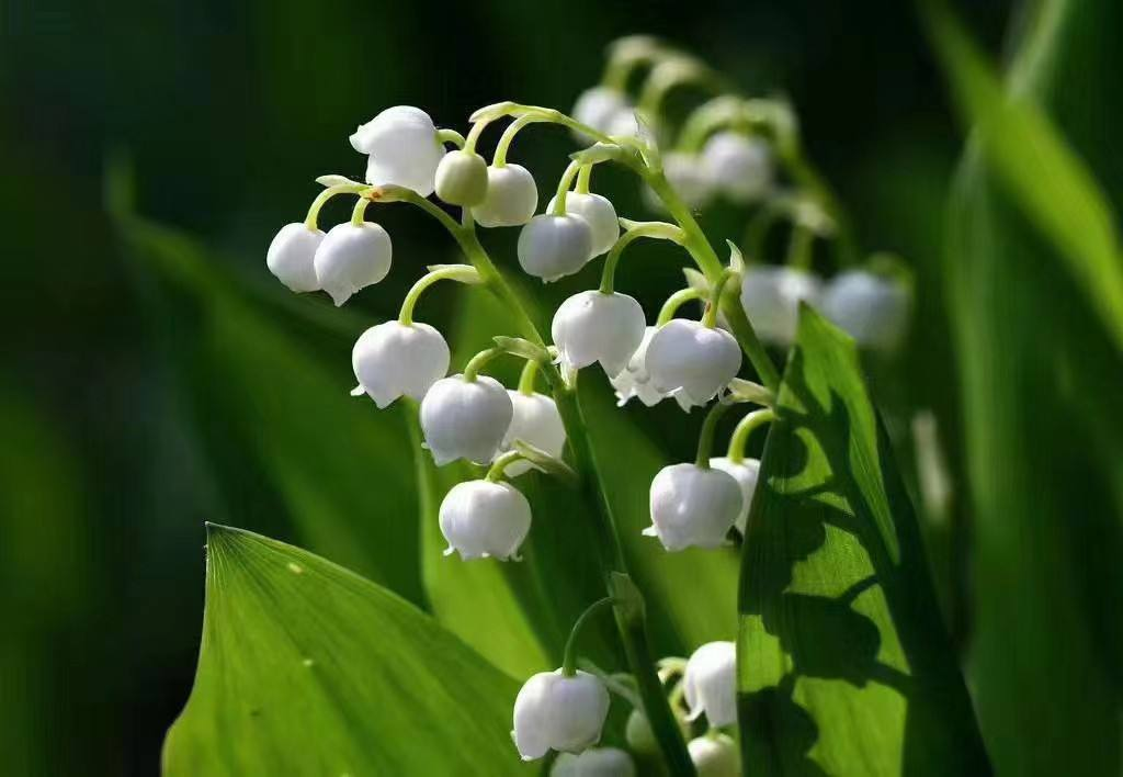 绿植花卉图片大全及花名（非常耐阴的10种开花植物）