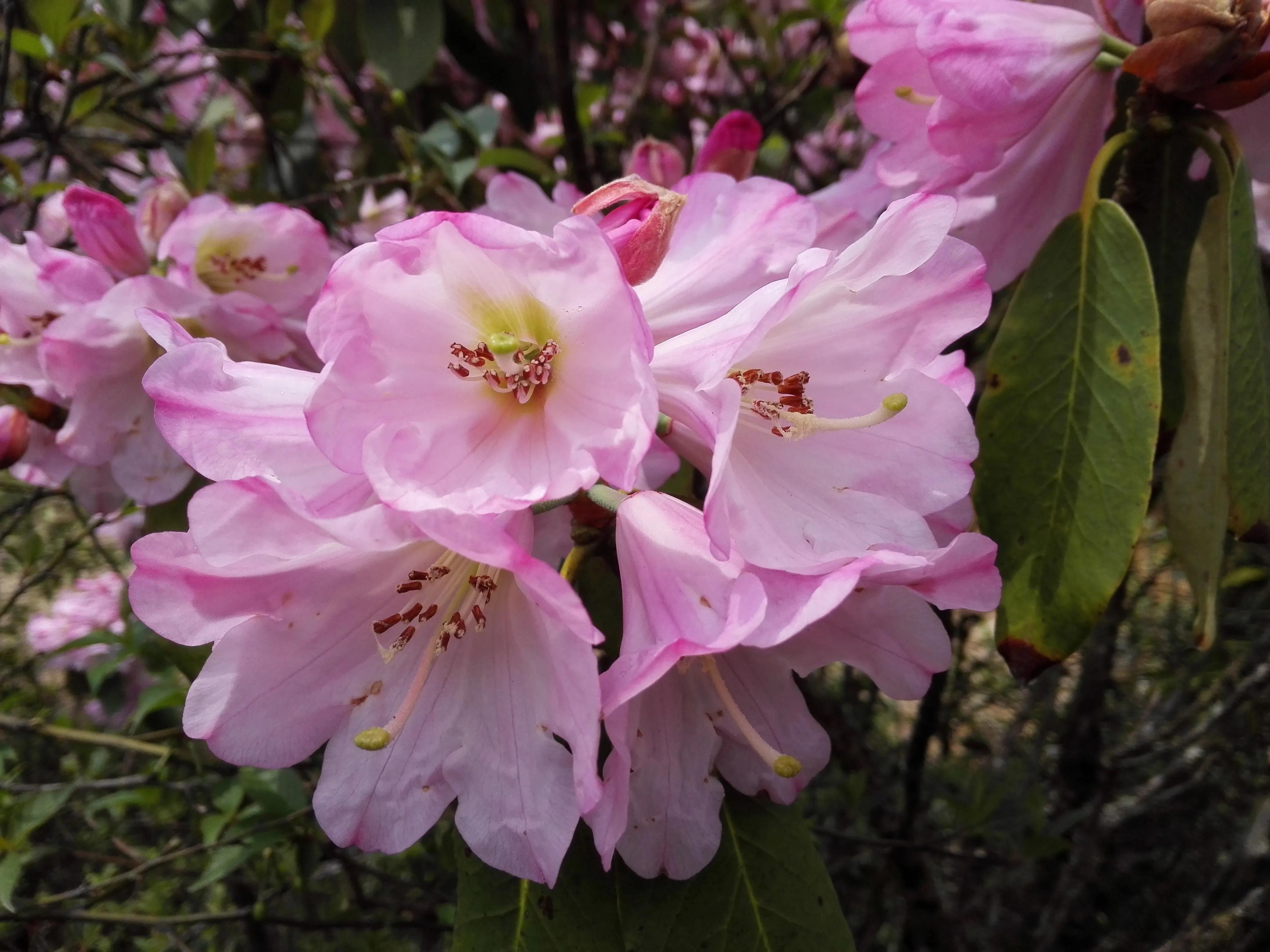 杜鹃花十大品种排名(最名贵的杜鹃花的品种介绍) | 百科优化网