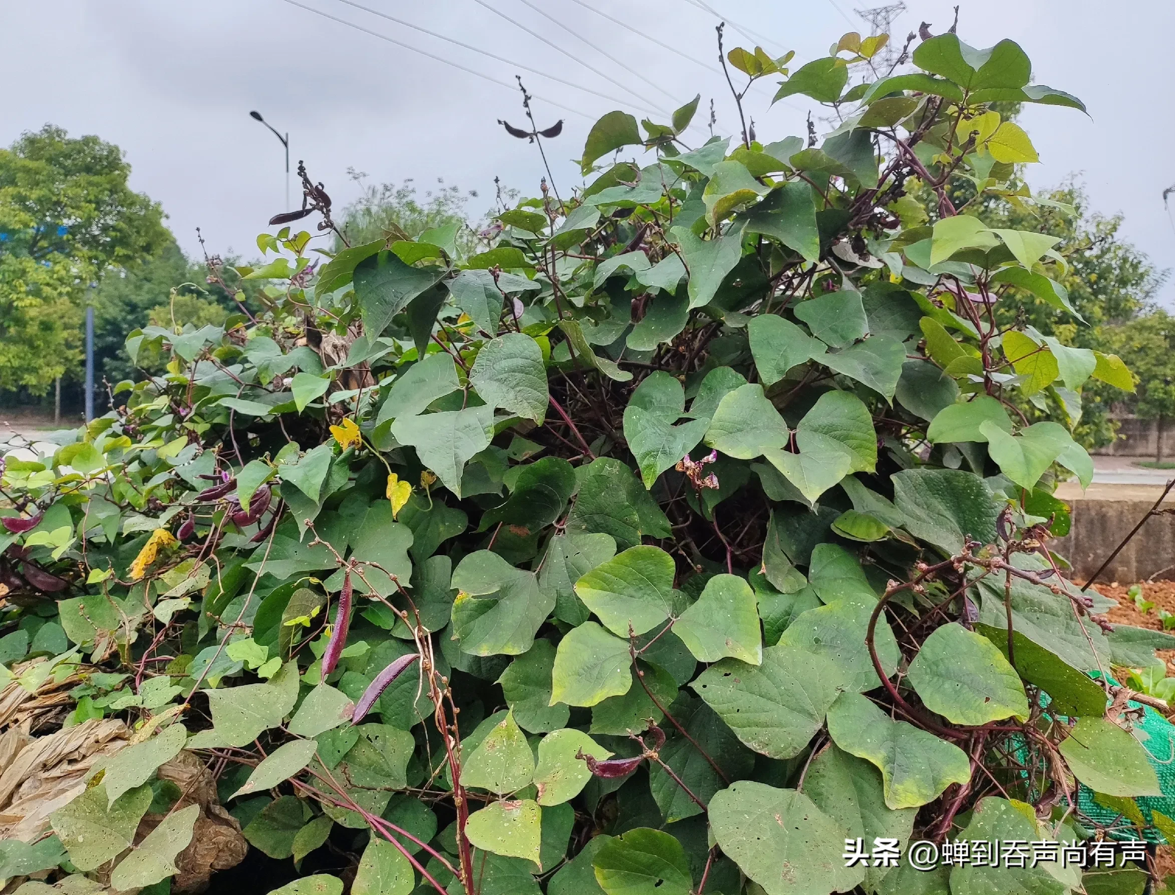 扁豆是发物吗什么人不能吃扁豆(农村种植的扁豆，营养成分高，但对身体不好的人)
