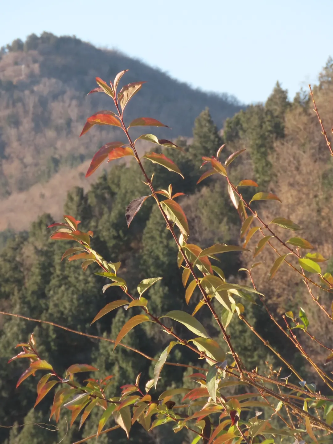 静美如诗，鸟鹊鸣啭，尽赏北京百望山冬日画卷~