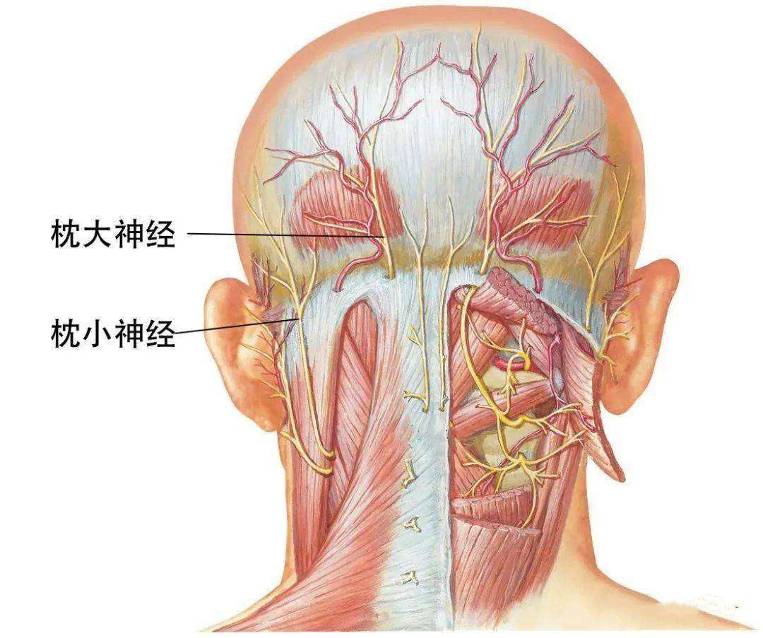 图1在头痛患者的病史采集中应重点询问头痛的起病方式,发作频率,发作