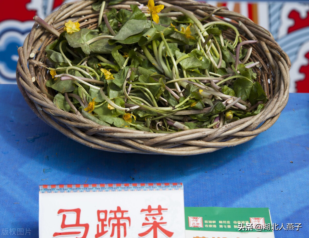 55种野菜大图片，带你见识不同的野菜和吃法，你想要的野菜这里有
