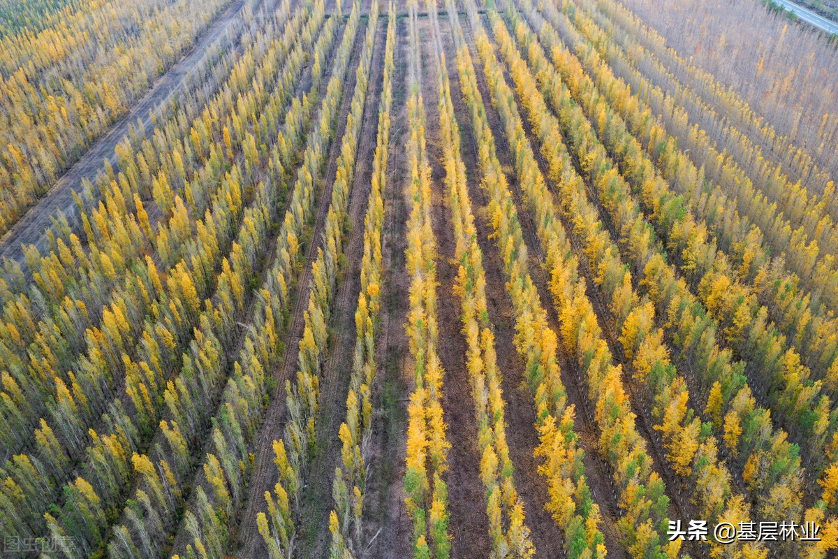 退耕还林,退耕还林征地补偿多少钱一亩2021