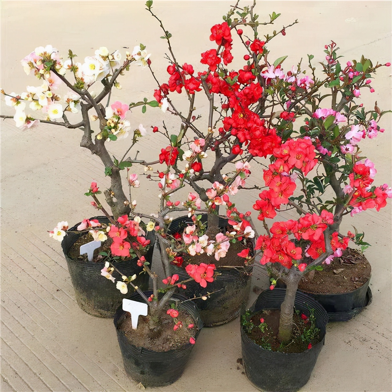 屋后种什么树有靠山（七种吉祥树屋后种一棵实用又旺家）