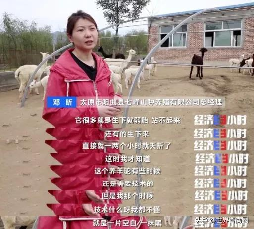 90后女孩靠此致富,山西神兽企业冲刺新三板:一头羊驼利润上万元
